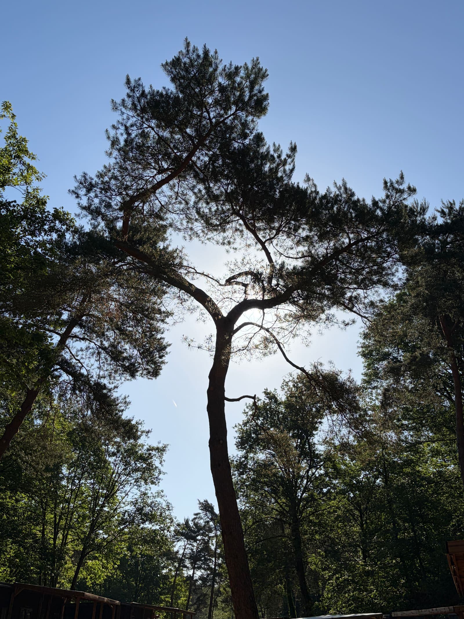 « Subir, souffrir et continuer de vivre » : la résilience silencieuse de la nature et de l’humain